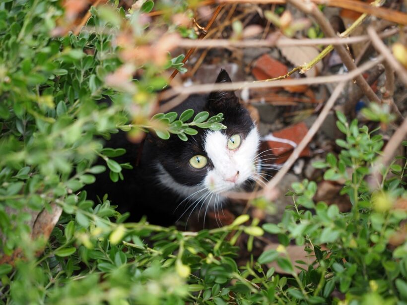 2018.03.16. 예쁜 길고양이