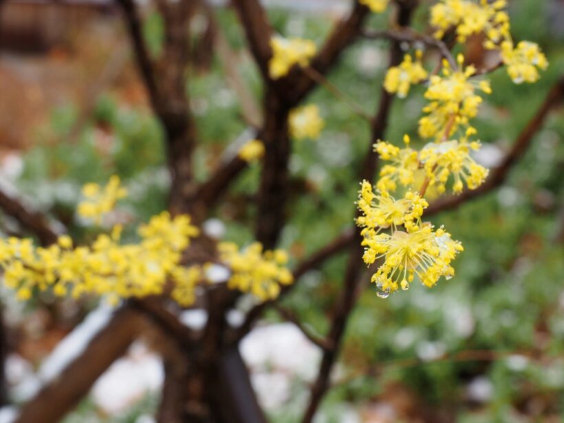 2018.03.21. 춘분에 눈이라니