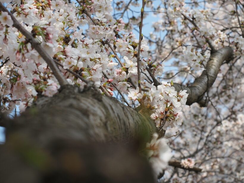 2018.04.02. 결코 다시 벚꽃