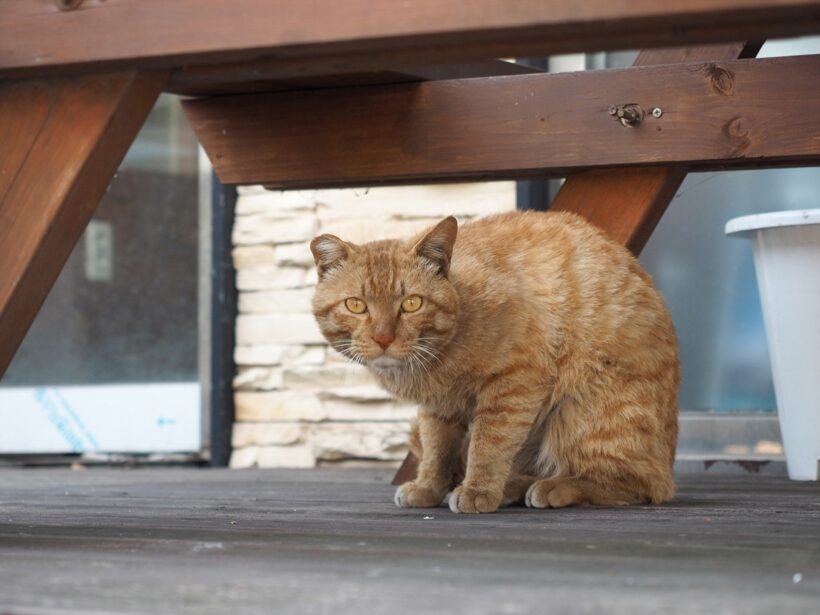 2018.04.17. 츄르를 잊지 말자(잊어버림)