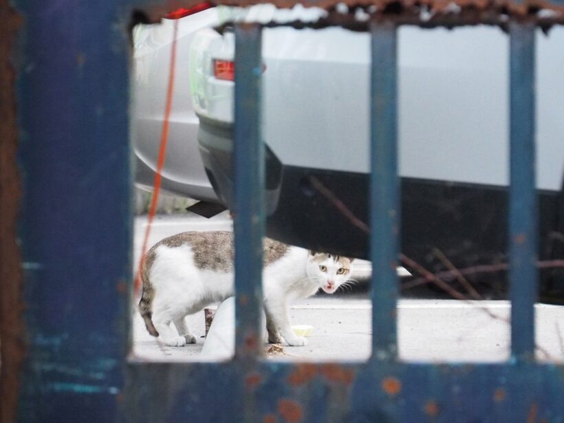 2018.05.30. 길고양이를 만남.