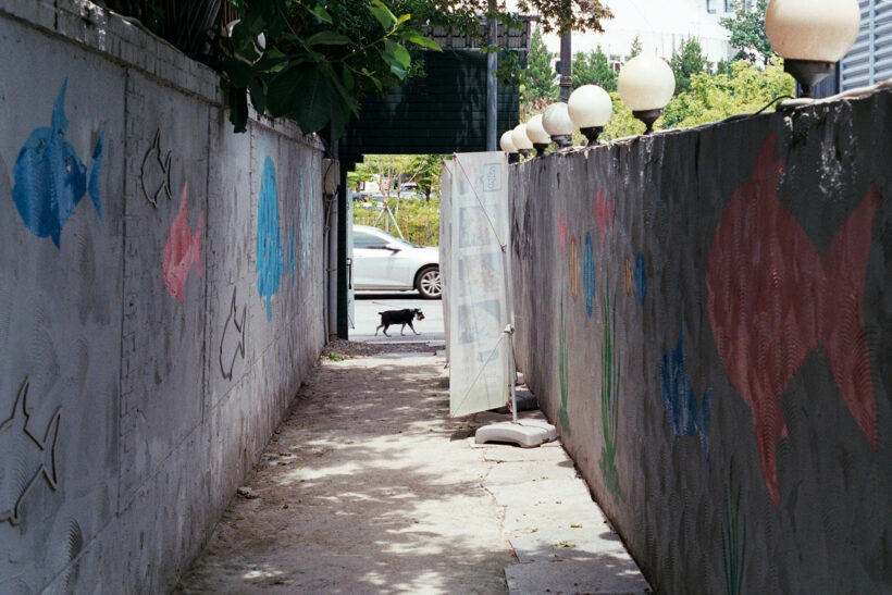 초여름에 마주친 것들(/w pentax mx+vista 200)