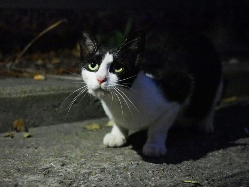 2018.08.26. 산책 중에 고양이 만남.