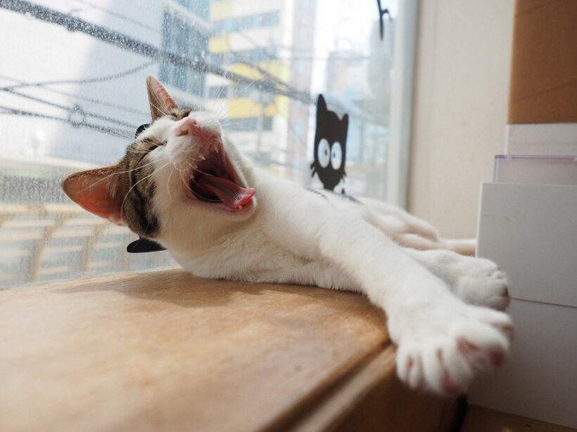 이 행성은 고양이가 점령했다. @지구별고양이