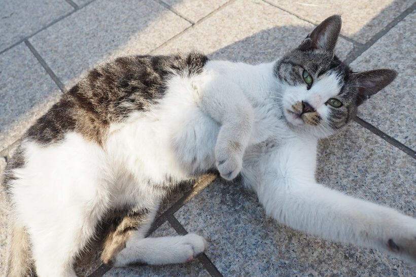 [소설/단편] 단독 아이템