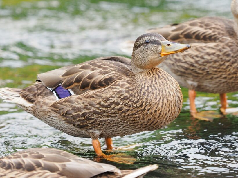 불광천 애기오리 관찰기 네 번째. /w 올림푸스 40-150 pro