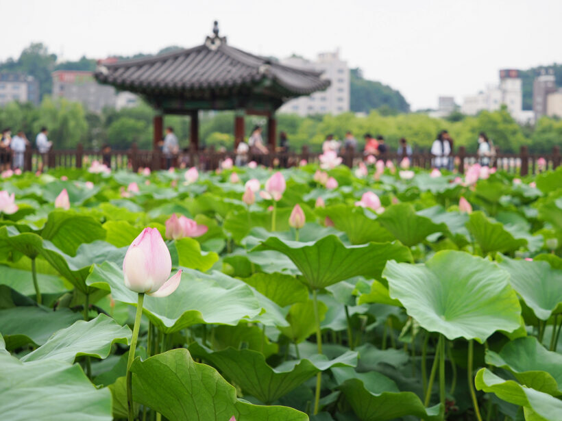 숙제 완료. 연못 한가득, 올해의 연꽃 향기 @전주 덕진공원