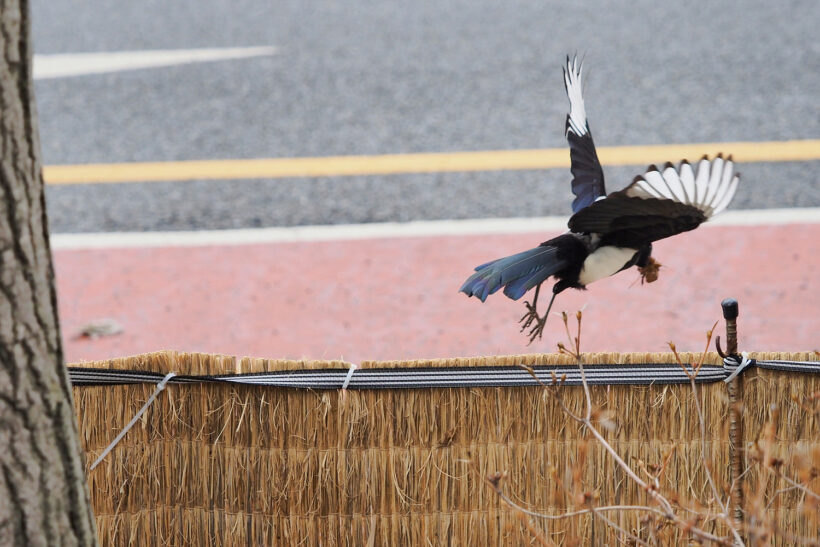 몰랐던 너를 봤다, 까치야 @서울 일원