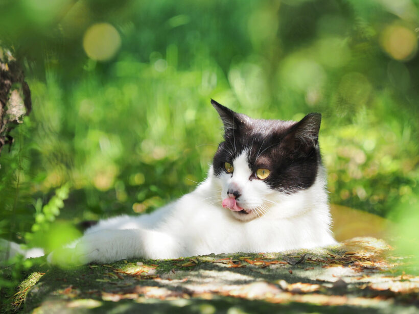 글쓰기의 기쁨과 슬픔: 일요일의 궁궐 산책과 밀린 일기