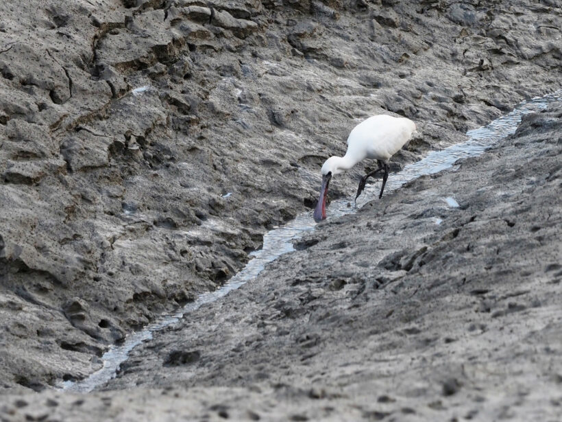 그저 저어한 마음에 @인천 정서진