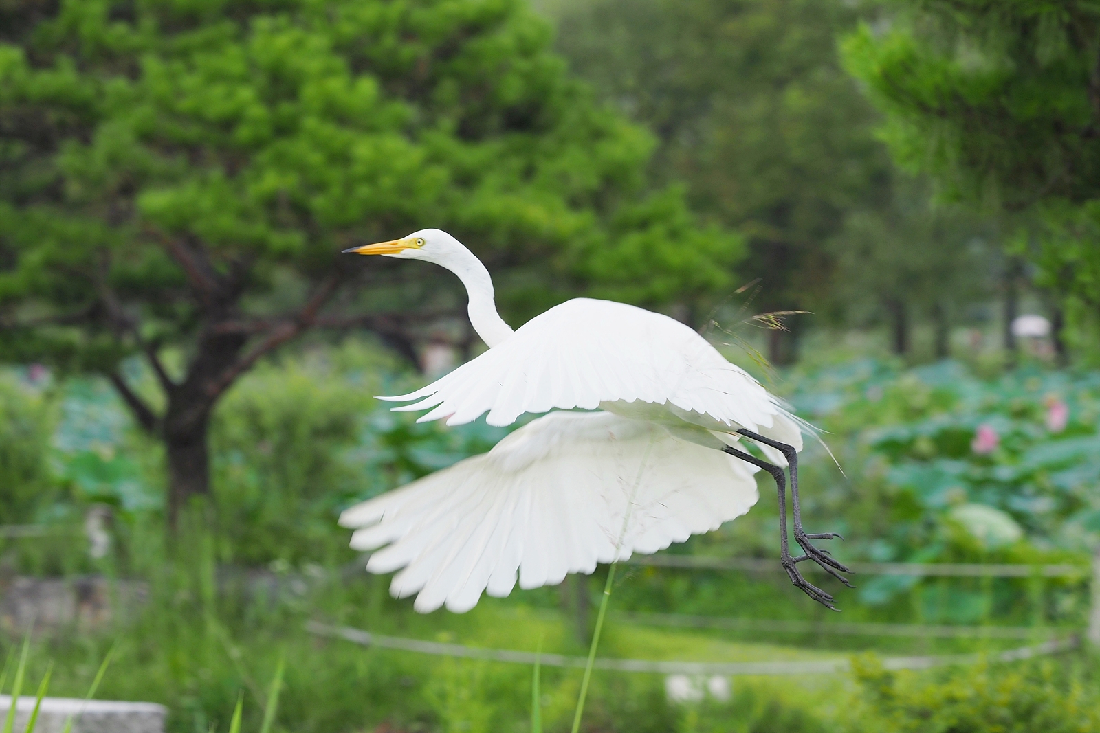 날아오르는 백로.