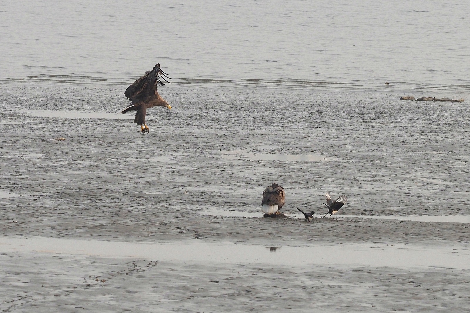 흰꼬리수리 한 마리가 앉아 있고 다른 한 마리가 날아오고 있다. 앉아 있는 녀석의 옆에 까치 두 마리가 기회를 엿보고 있다.