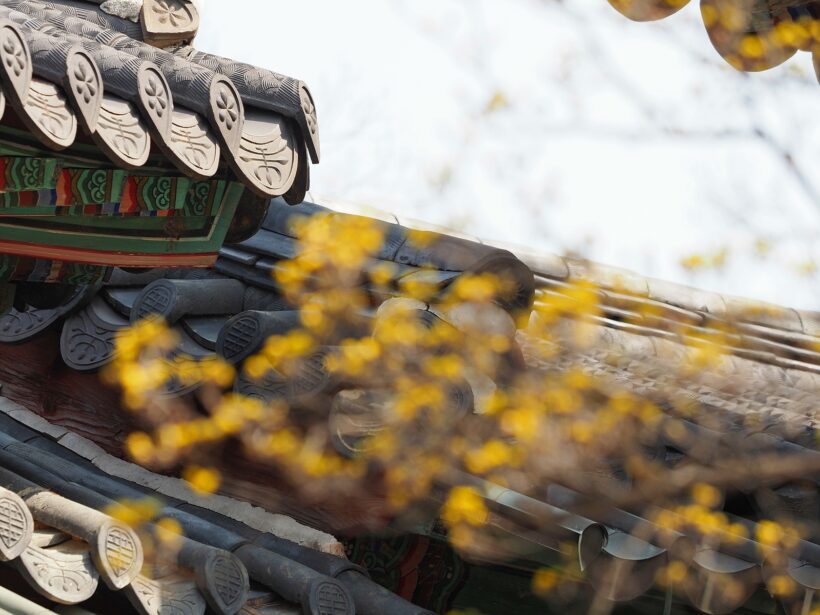 봄꽃, 기후 위기, 설레발, 조급증, 김칫국 @창덕궁