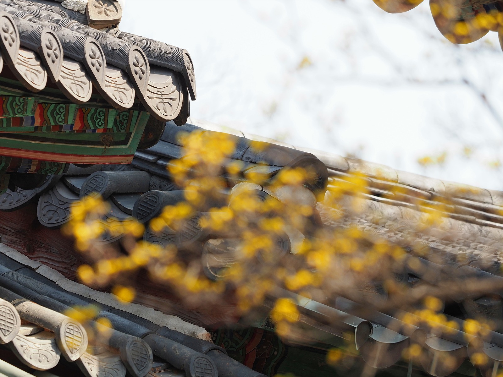 창덕궁 전각의 기와지붕을 배경으로 노란 산수유꽃이 포커스 아웃된 채 드리운 모습.