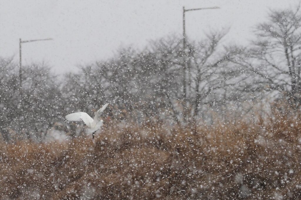 눈이 펑펑 쏟아지는 전주 삼천에서 백로 한 마리가 날갯짓하고 있다. 눈송이가 매우 크고 많아서 앞이 잘 분간되지 않는다.