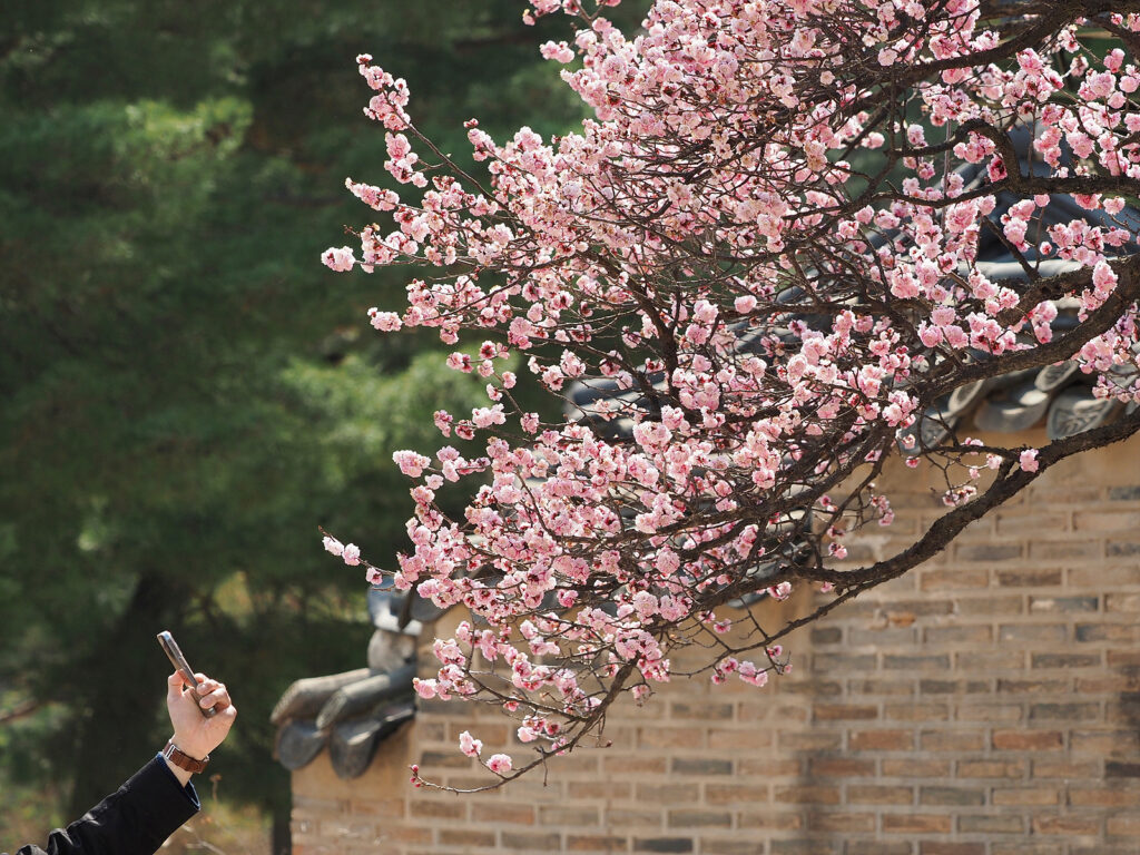 서울 창덕궁에서 한 상춘객이 휴대폰 카메라로 홍매화 사진을 찍고 있다. 꽃은 짙은 분홍빛이고, 배경엔 소나무와 벽돌담이 있다.