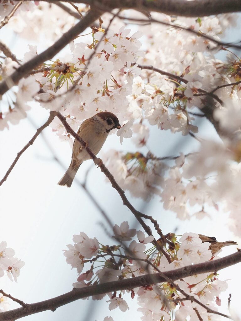 벚꽃이 만개했다. 벚나무 가지에 참새가 앉아 꽃 한 송이를 물고 있다. 오른쪽 아래에는 벚꽃들에 몸통이 가려진 참새가 엉덩이를 내놓고 있다.