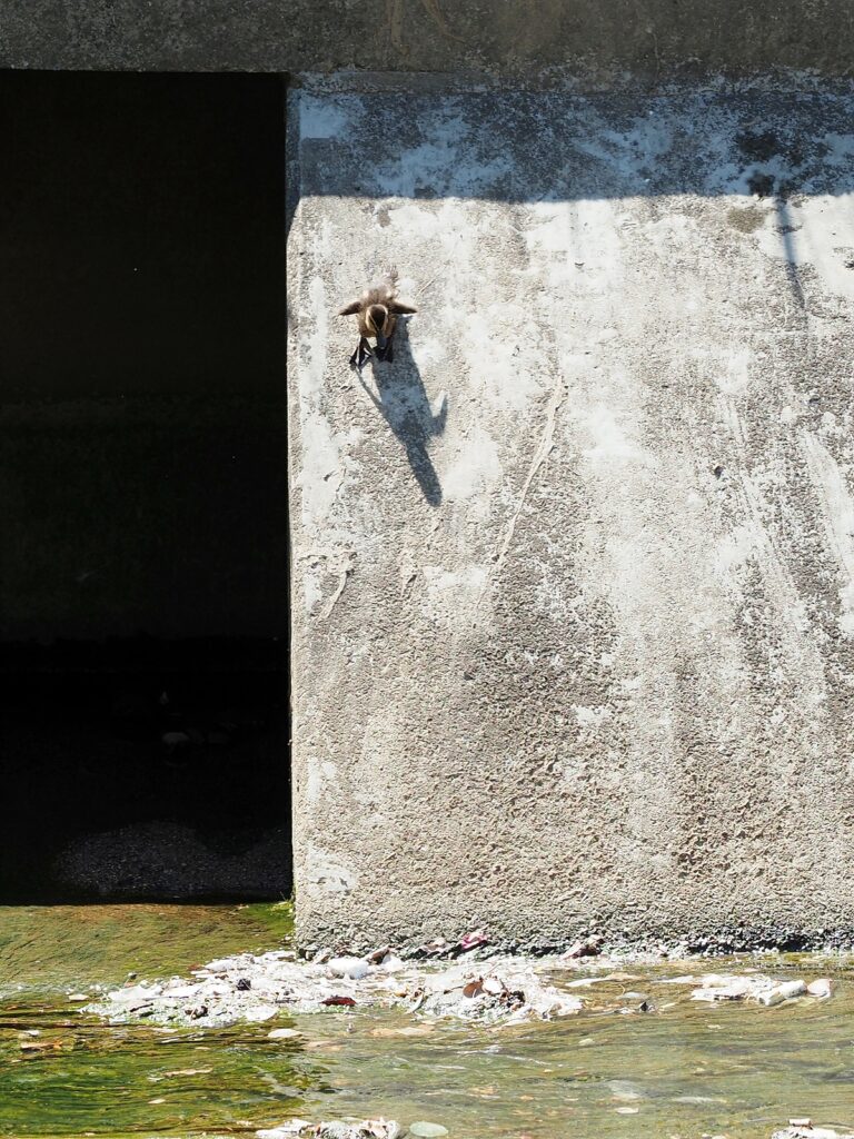 급경사 콘크리트 구조물에서 아기 오리 한 마리가 아래를 내려다보고 있다. 그림자가 길게 아래쪽으로 떨어져 있다.