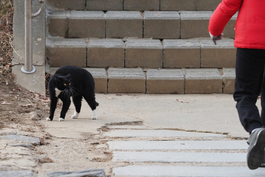 검은 털을 가진 고양이가 허리를 둥글게 말고 경계 자세를 하고 있다. 오른쪽에 빨간 상의와 까만 하의를 입은 사람이 지나가고 있다.