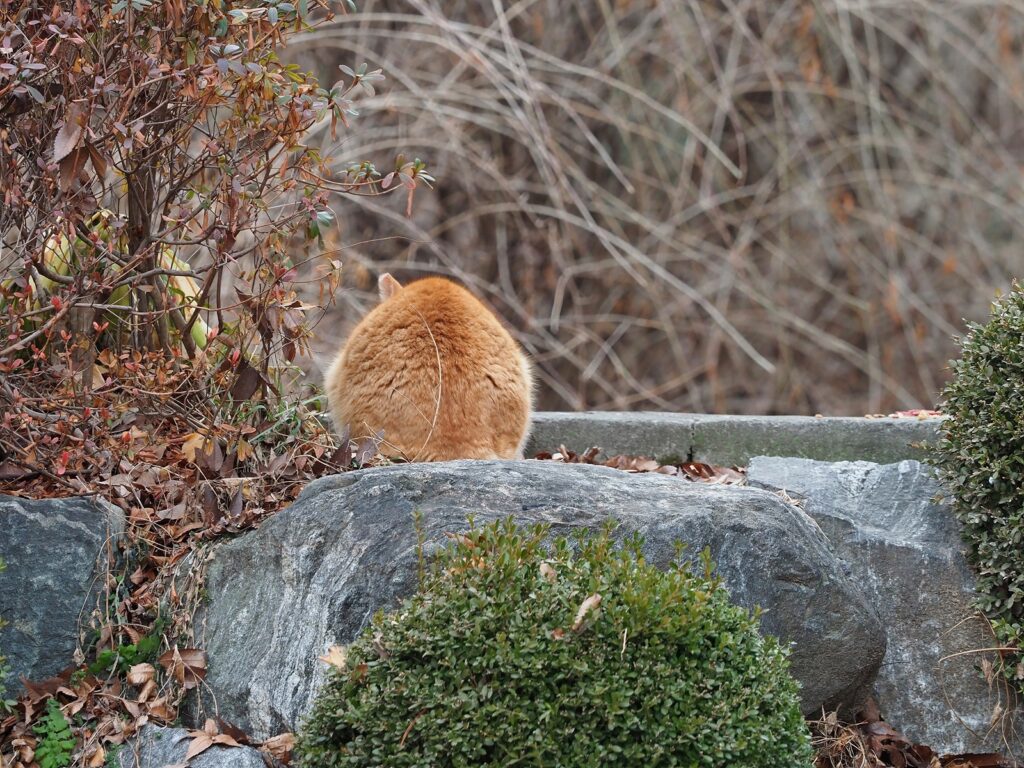 바위 위에 앉아 몸을 동그랗게 말고 있는 노란 고양이의 뒷모습.