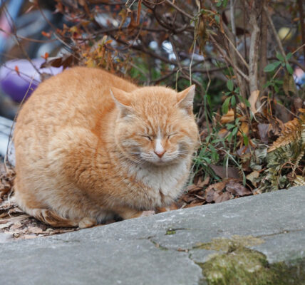 매우 빵실빵실한 털을 가진 노란 고양이. 동그랗게 몸을 말고 있다. 눈은 감고 있다.