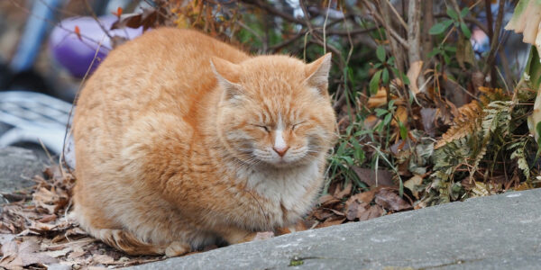 매우 빵실빵실한 털을 가진 노란 고양이. 동그랗게 몸을 말고 있다. 눈은 감고 있다.