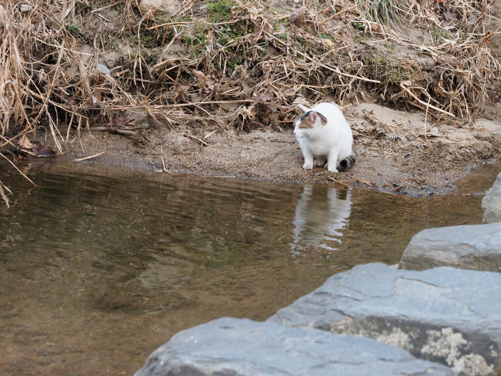 물가에 앉아 주변을 살피는 고양이. 몸은 흰색이고, 군데군데 얼룩이 있다.