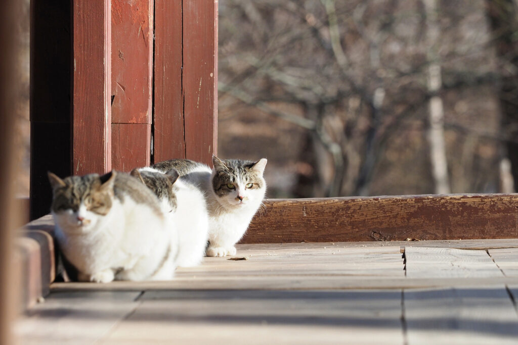 관덕정 마루에 나란히 앉아 있는 고등어 고양이 세 마리.