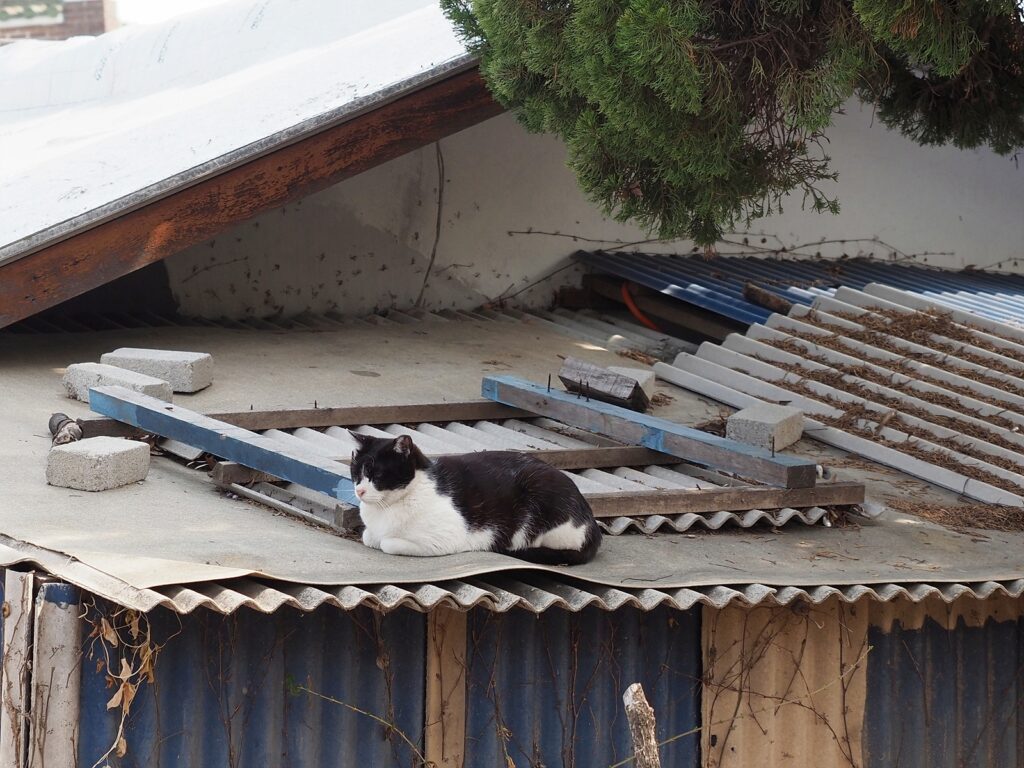 어느 건물 지붕에 올라가 낮잠을 자는 고양이. 등이 까맣고 배쪽은 하얗다.