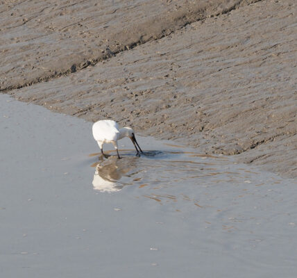 흰 몸에 검은 부리를 가진 저어새 한 마리가 갯골에서 부리를 물 속에 넣고 먹이를 찾고 있다.