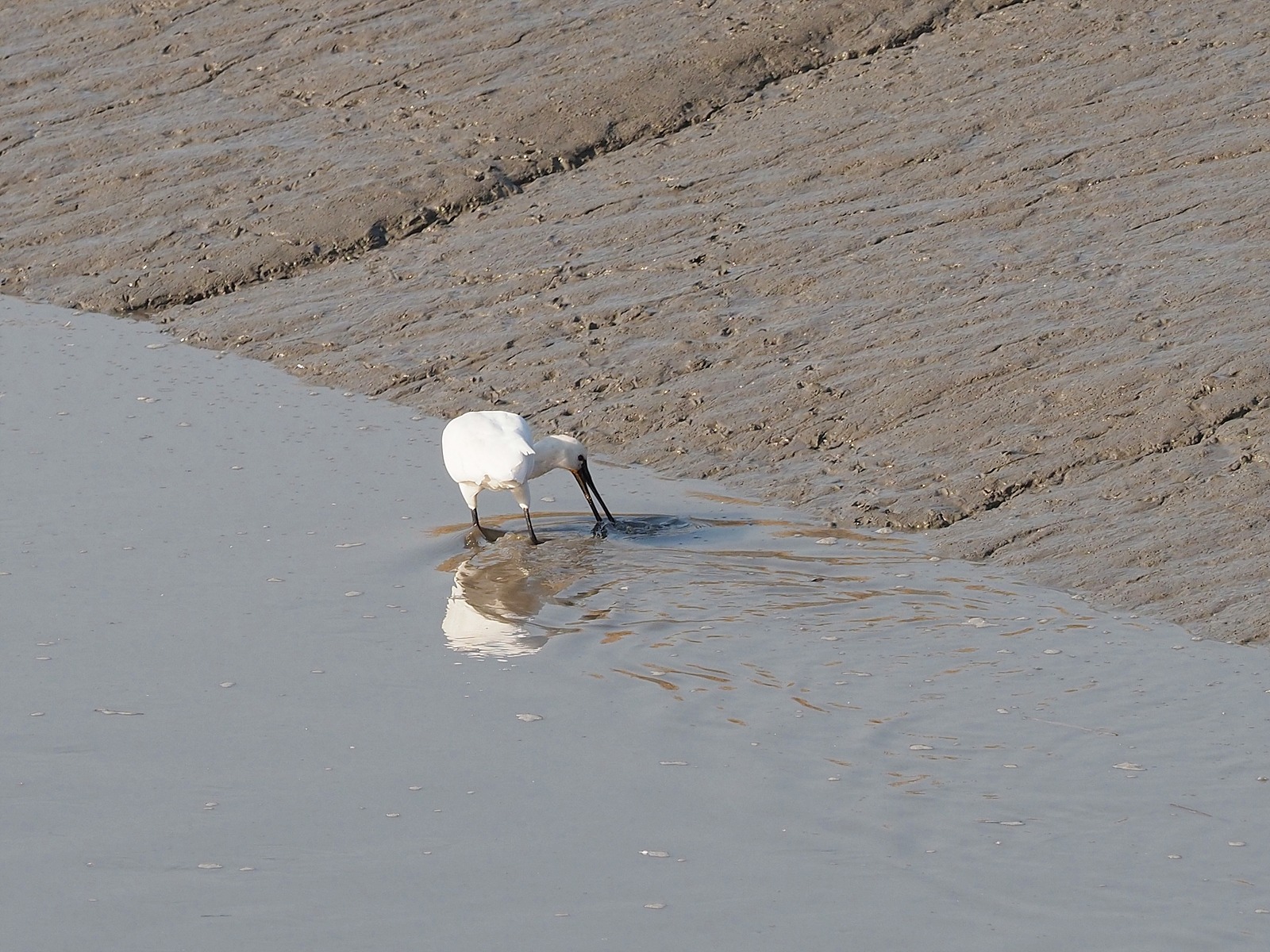 흰 몸에 검은 부리를 가진 저어새 한 마리가 갯골에서 부리를 물 속에 넣고 먹이를 찾고 있다.