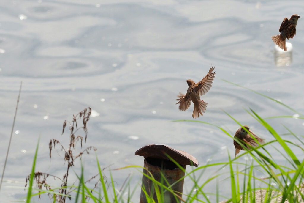 물가에서 참새 몇 마리가 날아오르고 있다.