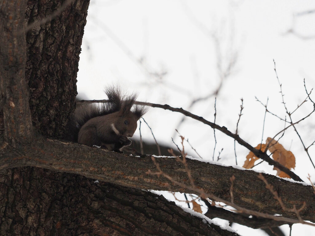 청설모 한 마리가 나뭇가지 위에서 식사를 하고 있다.