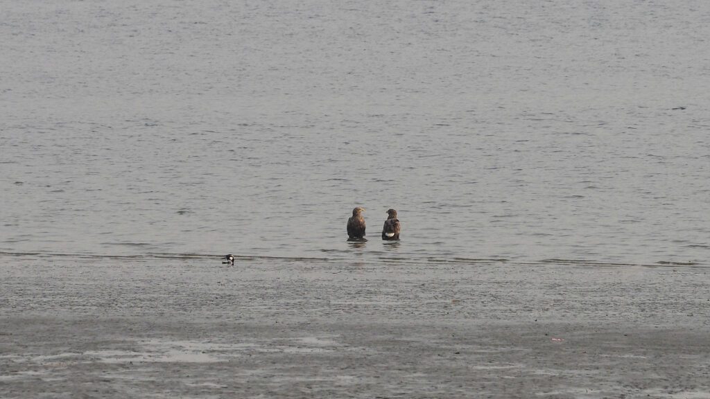 강변에 앉아 있는 흰꼬리수리 두 마리.